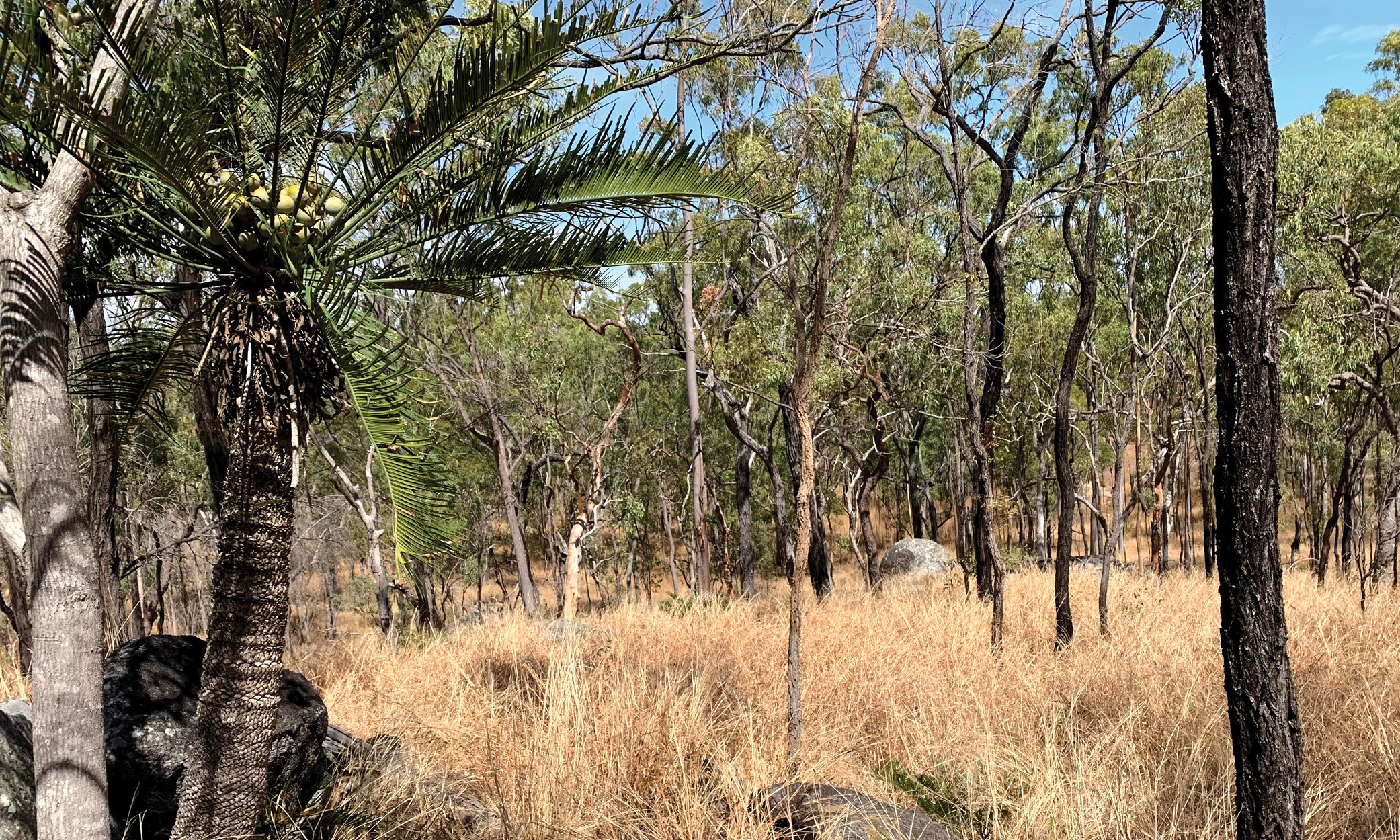 Specimen Hill Wind Farm